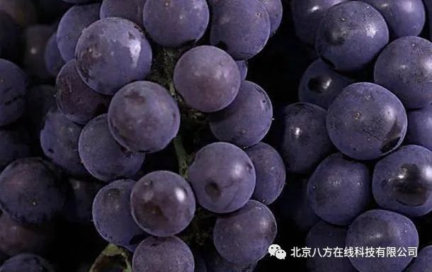 OC渲染器比Cinema 4D的好在哪？为什么？